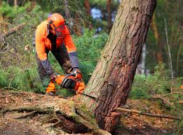 Professional Tree Care in Moses Lake, WA