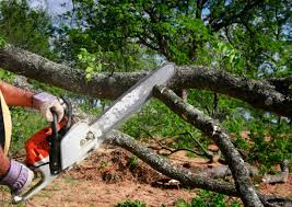 Best Tree Removal  in Moses Lake, WA