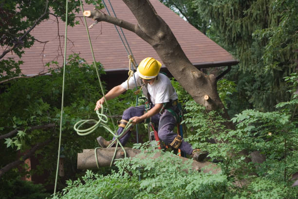 Best Arborist Consultation Services  in Moses Lake, WA
