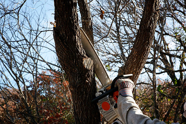 Best Tree Maintenance Programs  in Moses Lake, WA