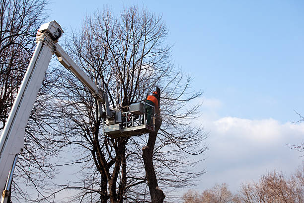 Best Tree Cabling and Bracing  in Moses Lake, WA